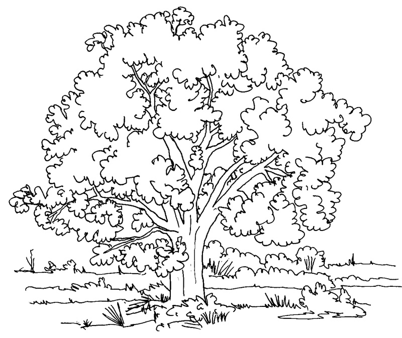 Nature Coloring Pages For Adults 4