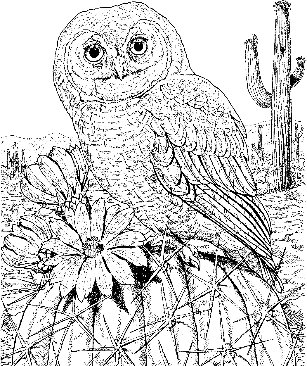 Free Printable Owl Coloring Pages For Adults