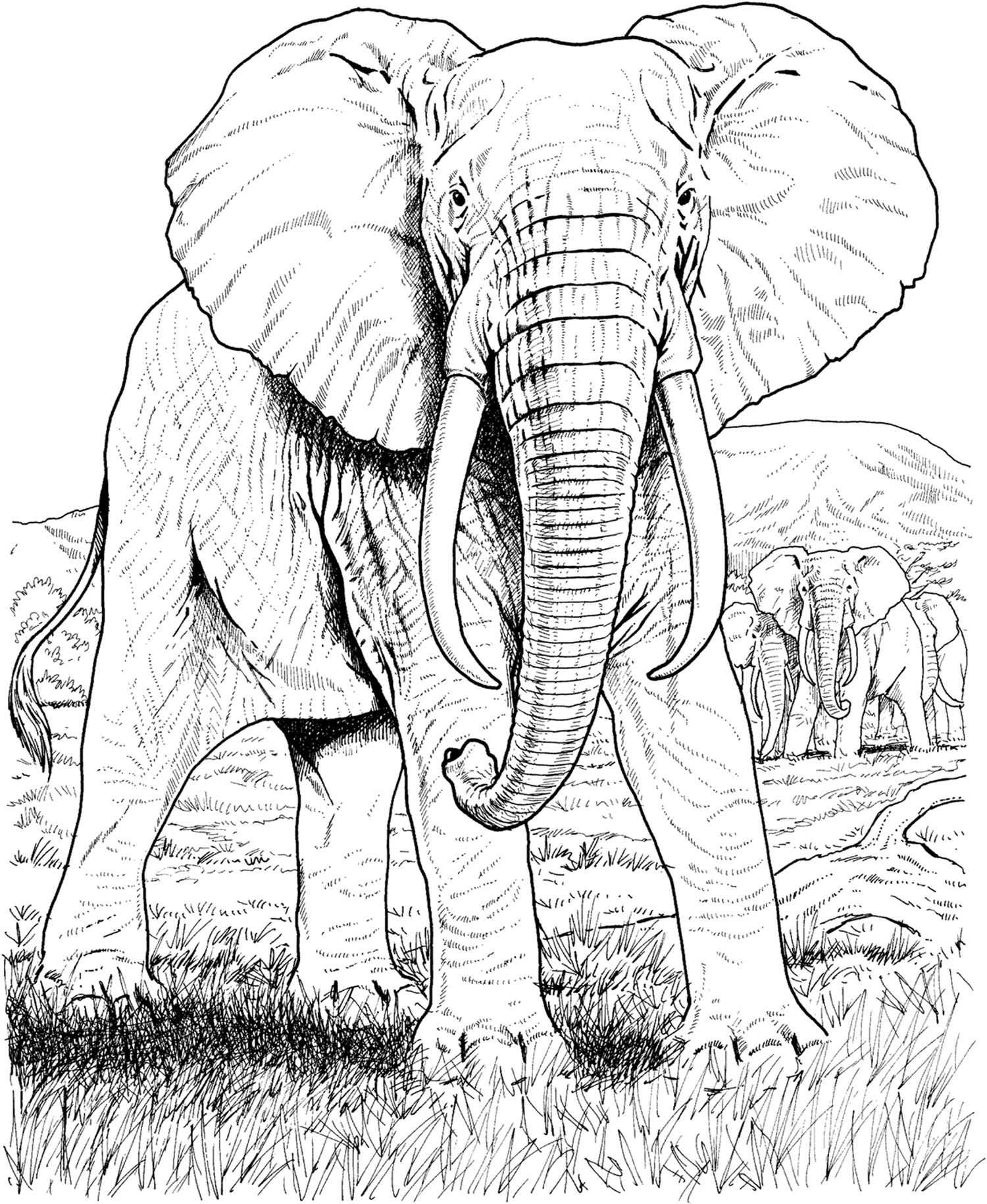 Asian Elephant Coloring Pages