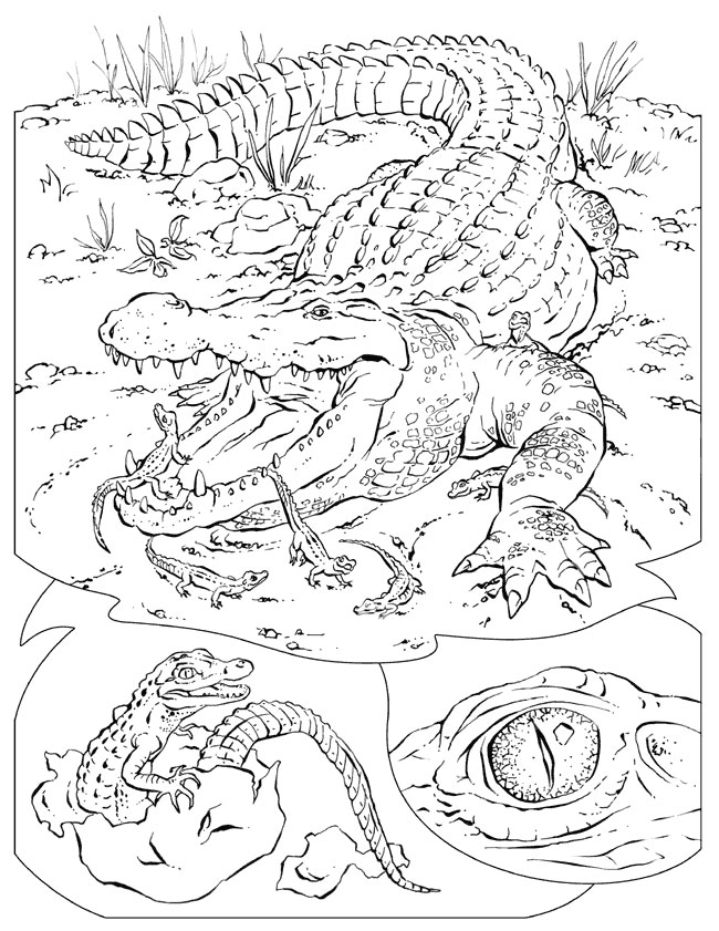Crocodile Coloring Page