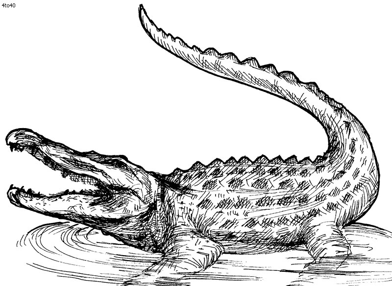 Crocodile Coloring Pages Free Download