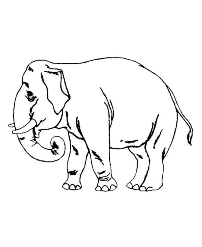 Elephant Coloring Pages Free