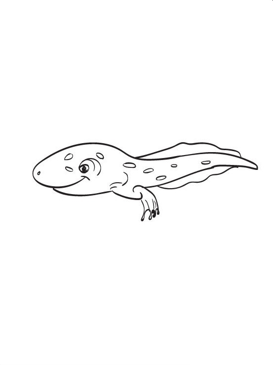 Tadpole Frog Coloring Pages