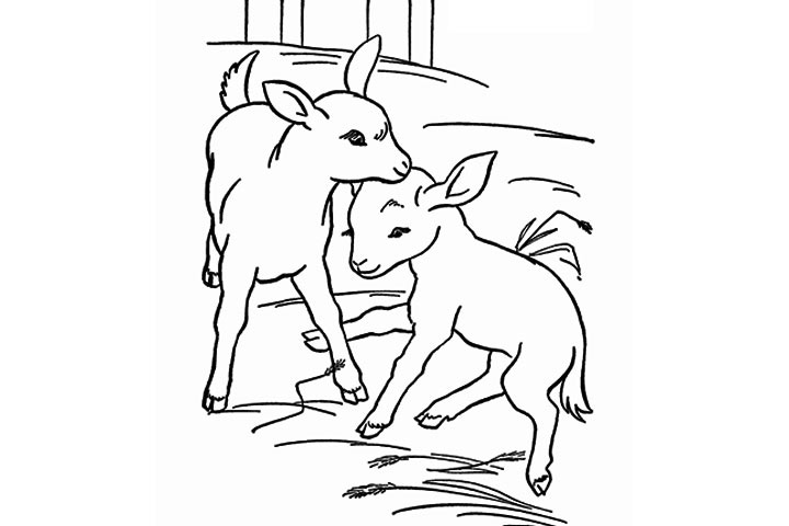 Baby Goat Coloring Pages