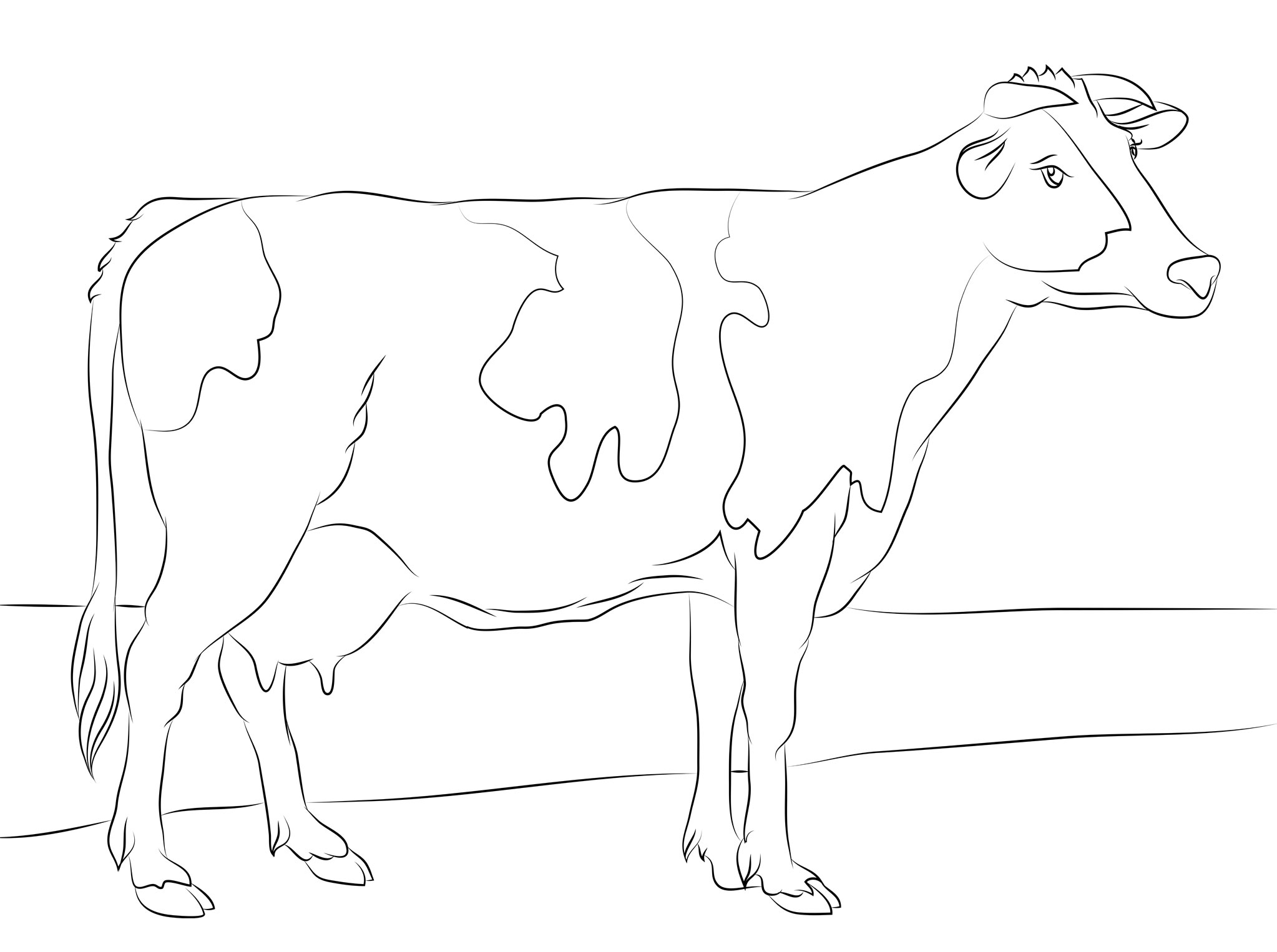 Cow Coloring Pages Free Download