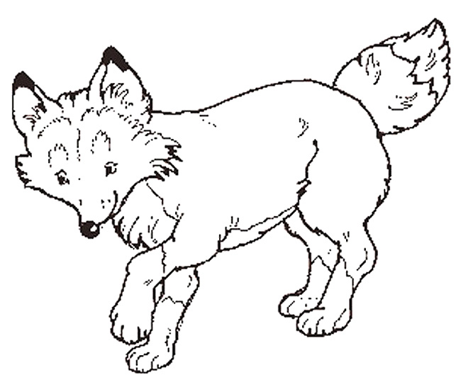 Fox Coloring Pages Free Printable Adults