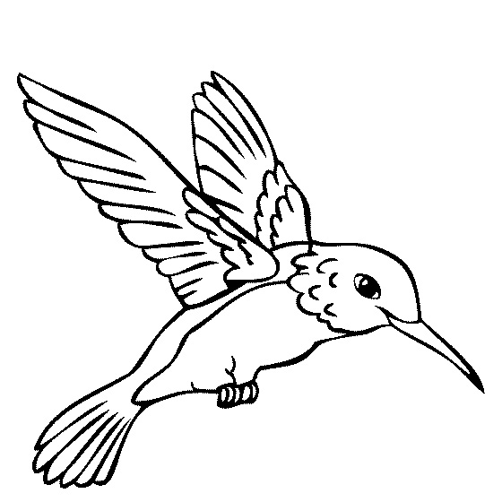 Jungle Birds Coloring Pages