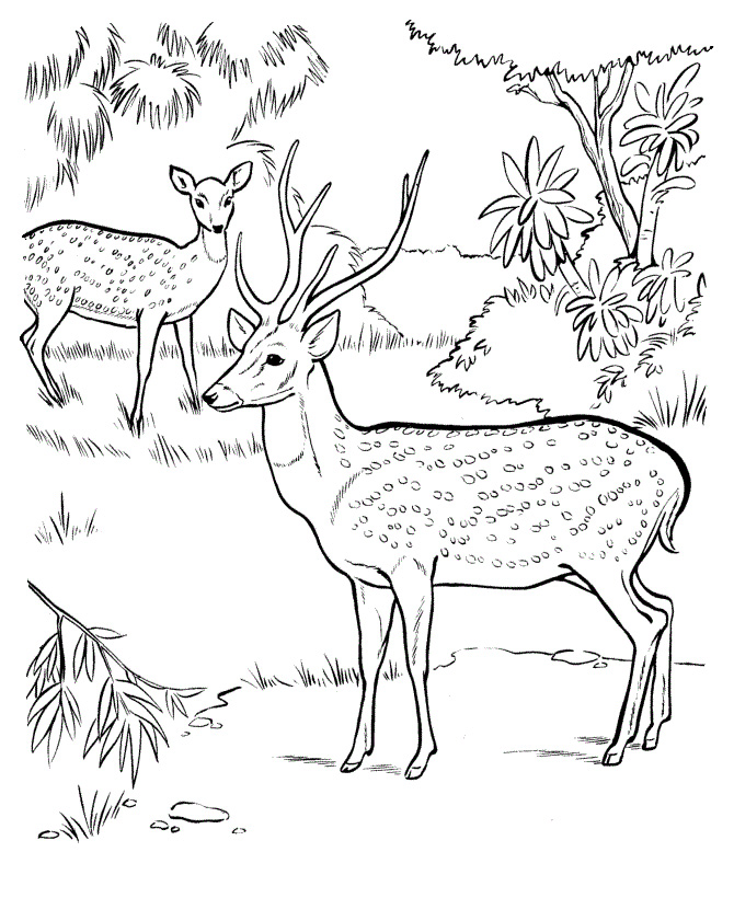 2o Awesome Jungle Coloring Pages