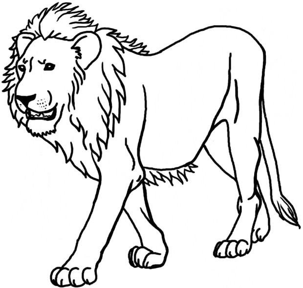 Lion Coloring Pages National Geographic