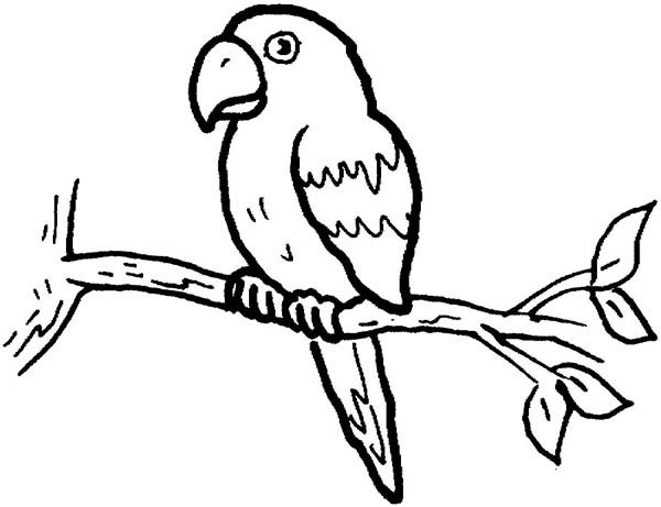 Parrot Coloring Pages For Adults
