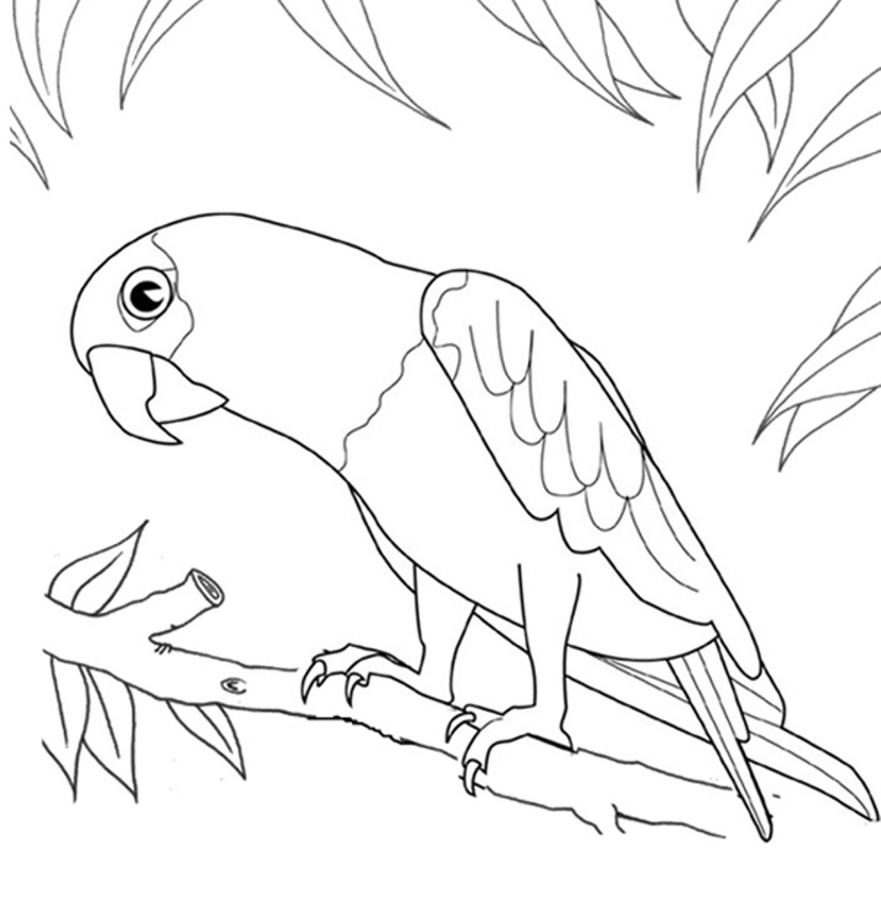 Parrot Coloring Pages Kidsuki