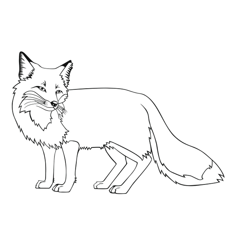 Stone Fox Coloring Pages