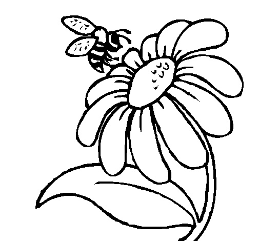 Flower Coloring Pages Daisy