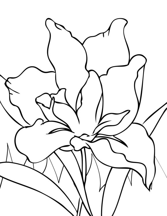 Tropical Flower Coloring Pages