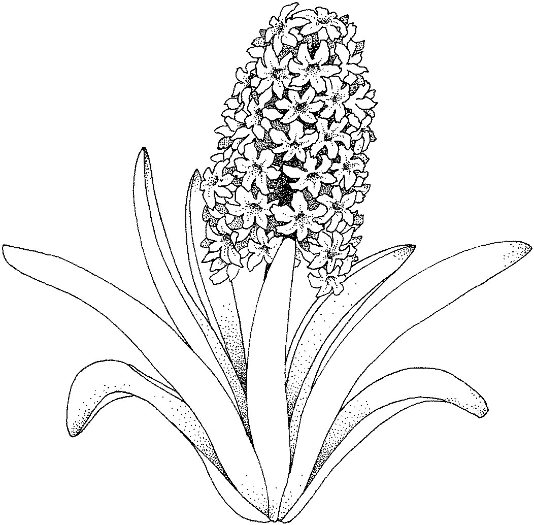 Flower Leaves Coloring Pages