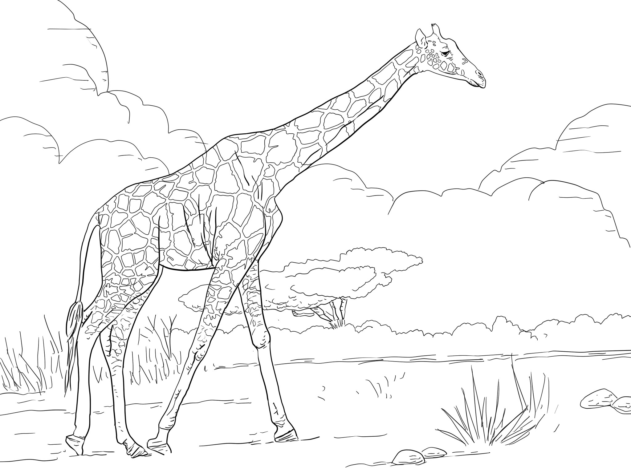 Giraffe Coloring Page