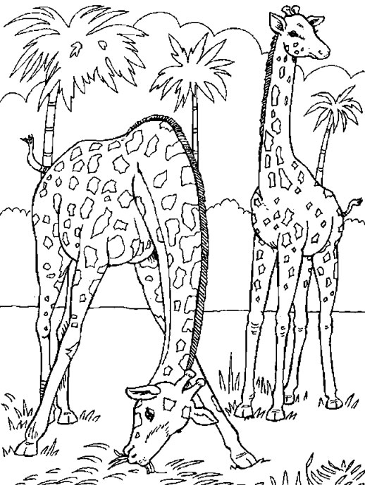 Giraffe Coloring Pages Free Download