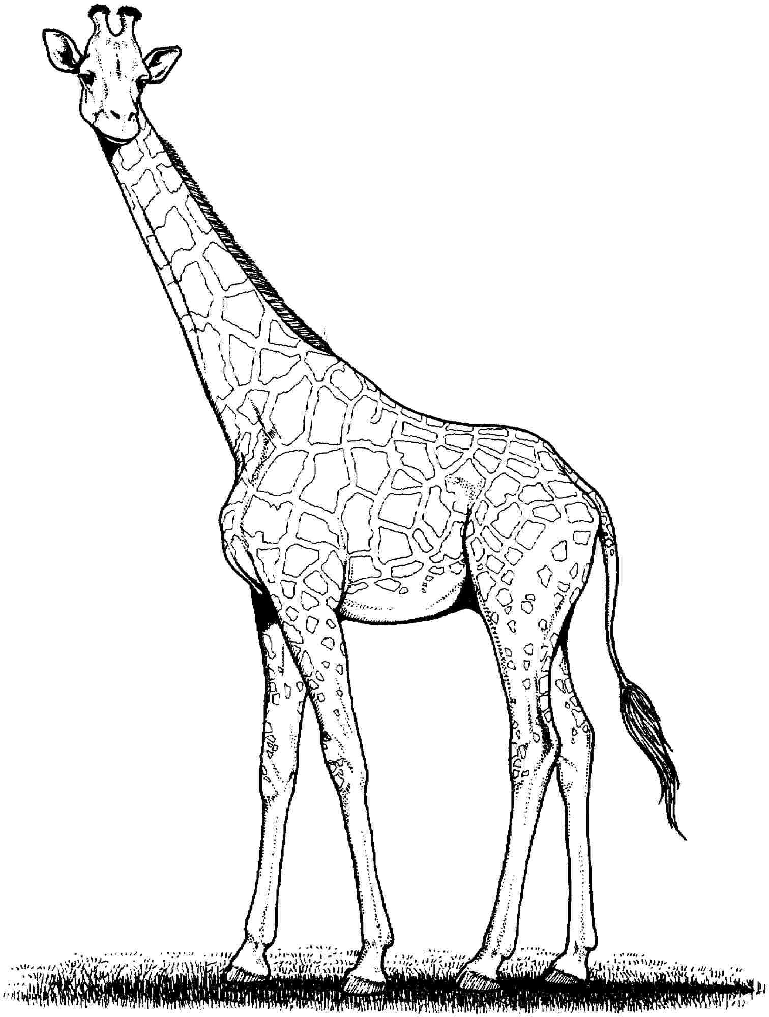 Giraffe Coloring Pages Printable