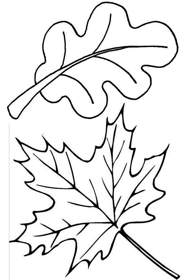 Maple and Oak Autumn Leaves Coloring Pages