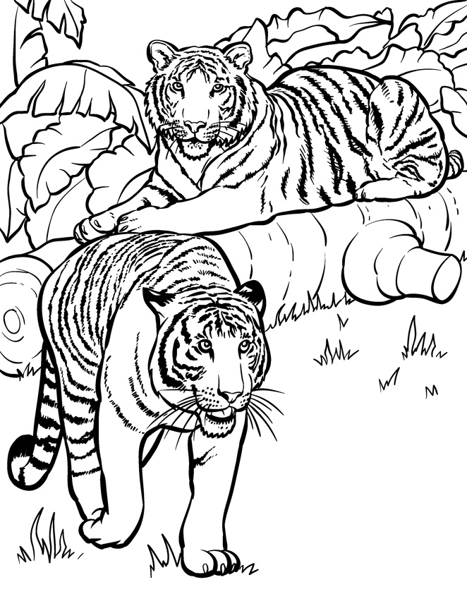 Tiger Coloring Pages Free