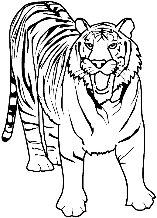 15-realistic-tiger-coloring-pages