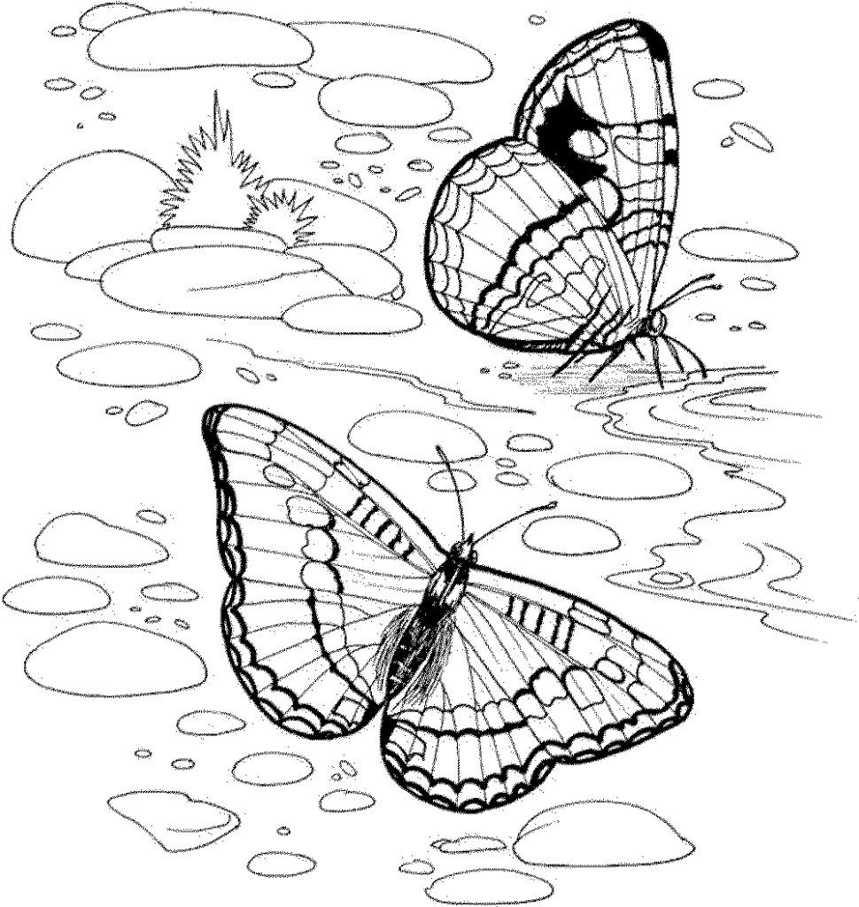 Nature Coloring Pages for Adults Butterfly