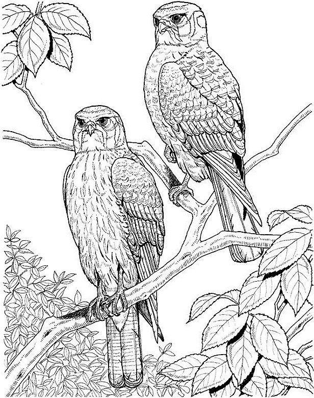 Parrot Nature Coloring Pages for Adults