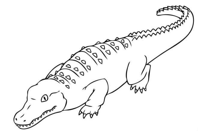 Crocodile Coloring Pages To Print