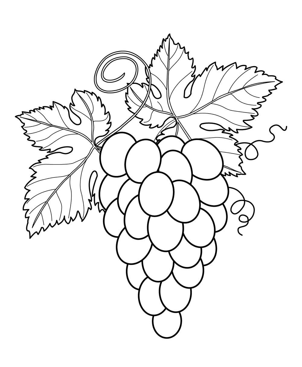 Coloring Book Fruits 5