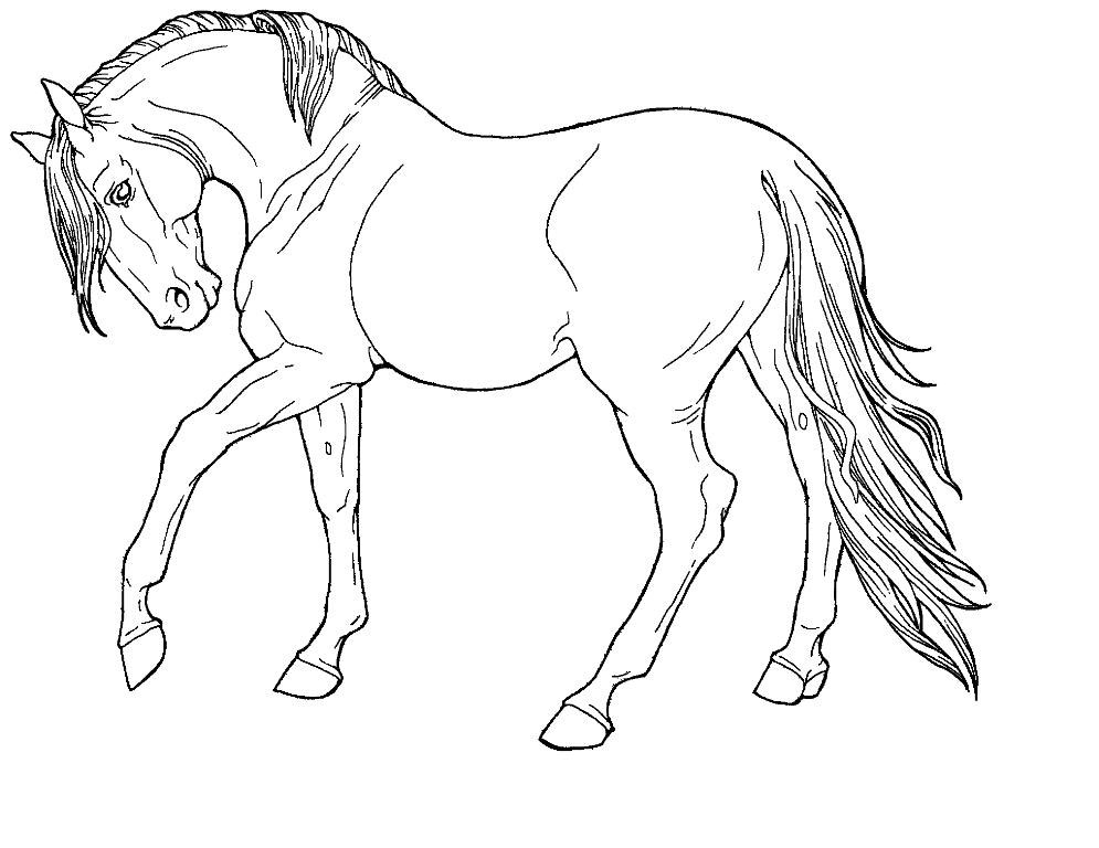 arabian horse coloring pages