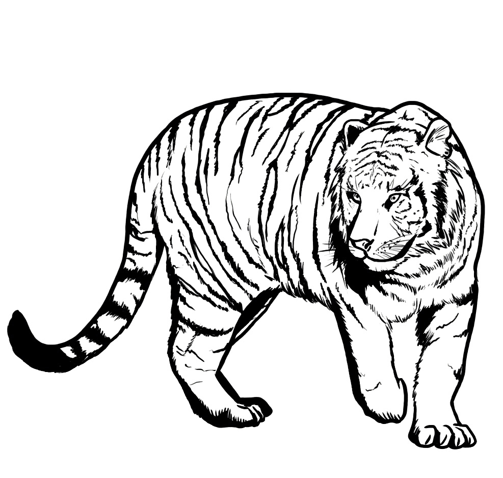 Tiger Coloring Pages For Kids Printable