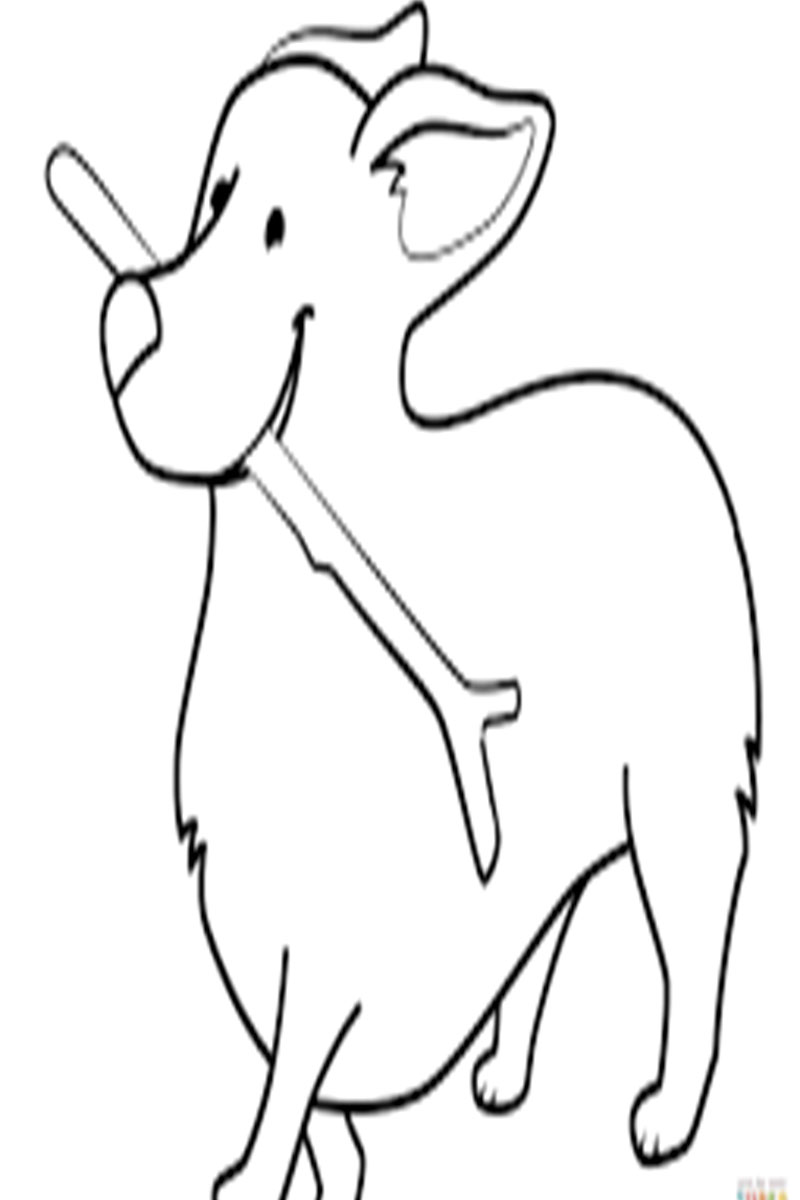 Funny Animal Coloring Pages