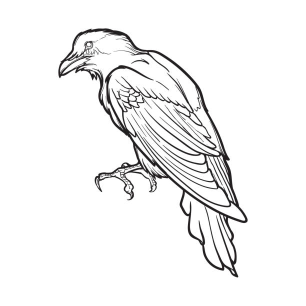 Crow Coloring Pages Printable