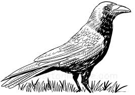 Cute Crow Coloring Page