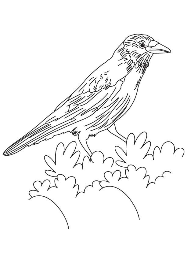 Cute Crow Coloring Pages to Print