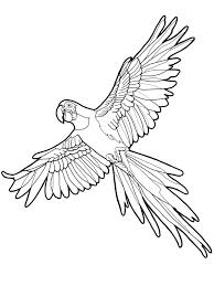 Cute Parrot Coloring Pages