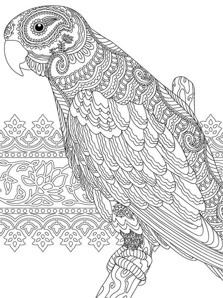 Parrot Colouring Pages to Print