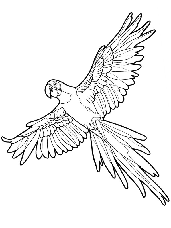 Realistic Parrot Coloring Pages