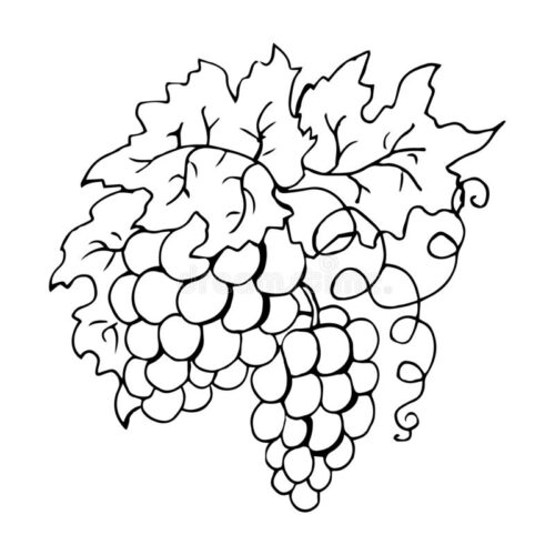 Grapes Coloring Page Printable | Free Coloring Pages