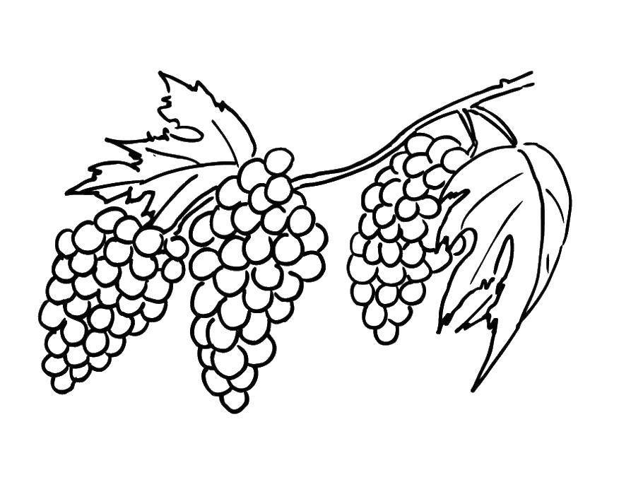 Grapes Coloring Pages Printable
