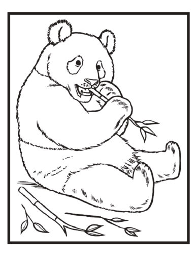 19 Zoo Animals Coloring Pages Printable